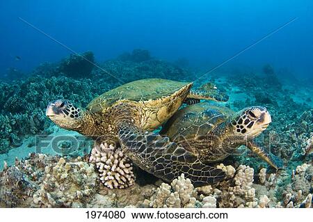 Hawaii, Green Sea Turtles (Chelonia Mydas) Over Coral Reef. View Large Photo Image Stock Image - Hawaii, Green Sea Turtles (Chelonia Mydas) Over Coral Reef.. Fotosearch