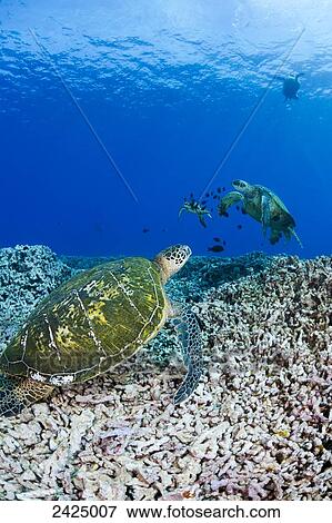 Hawaii, Green sea turtles (Chelonia mydas), an endangered species. View Large Photo Image Stock Photo - Hawaii, Green sea turtles (Chelonia mydas), an endangered species.. Fotosearch