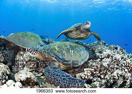 Stock Image - Hawaii, Green Sea Turtles Honu (Chelonia Mydas) On Ocean Reef.. Fotosearch