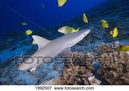 Hawaii Grey Reef Shark Carcharhinus Amblyrhynchos Surrounded By