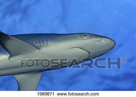 Hawaii, Grey Reef Shark (Carcharinus Amblyrhnchos) Viewed From Below. View Large Photo Image Stock Image - Hawaii, Grey Reef Shark (Carcharinus Amblyrhnchos) Viewed From Below.. Fotosearch