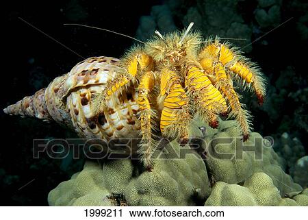 Stock Image - Hawaii, Hairy Hermit Crab (Aniculus Maximus) In Triton Shell, Close-Up B1932. Fotosearch