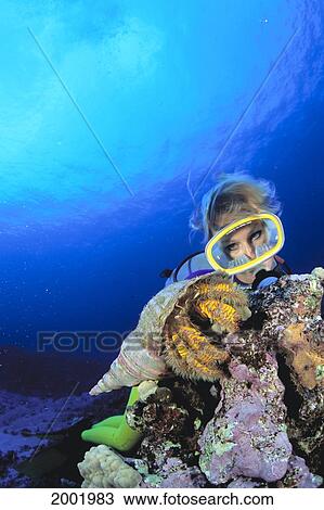 Hawaii, Hairy Hermit Crab (Aniculus Maximus) And Diver, Clear Blue Water View Large Photo Image Stock Image - Hawaii, Hairy Hermit Crab (Aniculus Maximus) And Diver, Clear Blue Water. Fotosearch