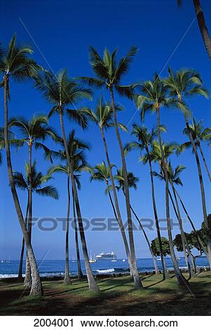 Hawaii, Hale Halawai Park, Palm Trees With Boats And Cruise Ships In Background View Large Photo Image Stock Image - Hawaii, Hale Halawai Park, Palm Trees With Boats And Cruise Ships In Background. Fotosearch