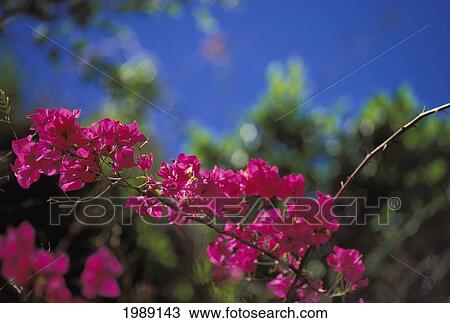 Stock Image - Hawaii, Hanauma Bay, Bright Pink Bougainvillea Branch Against Blue Sky.. Fotosearch