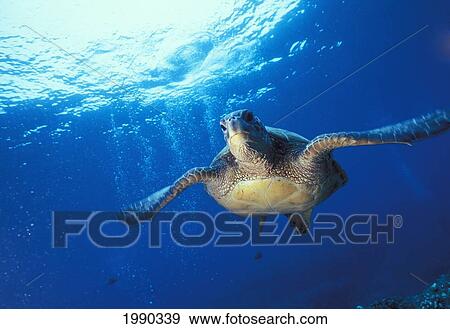 Stock Photo - Hawaii, Hawaiian Green Sea Turtle (Chelonia Mydas). Fotosearch