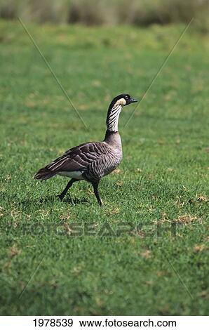 Hawaii, Hawaiian Nene Goose (Nesochen Sandvicensis) In Grass. View Large Photo Image Stock Photo - Hawaii, Hawaiian Nene Goose (Nesochen Sandvicensis) In Grass.. Fotosearch