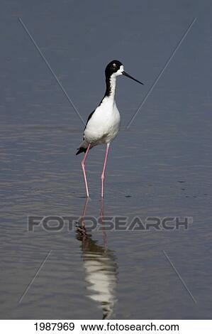 Stock Photo - Hawaii, Hawaiian Stilt (Himantopus Mexicanus Knudseni) Endemic Endangered Bird, Reflection On Water. Fotosearch