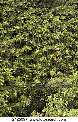 Stock Photo - Hawaii, Hilo, Hamakua Coast, Nanue Gulch, Hundreds of green palm trees.. Fotosearch