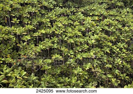 Stock Photography - Hawaii, Hilo, Hamakua Coast, Nanue Gulch, Hundreds of green palm trees.. Fotosearch