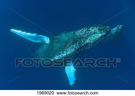 Stock Image - Hawaii, Humpback Whale And Calf (Megaptera Novaeangliae) Swimming In Deep Blue Ocean.. Fotosearch