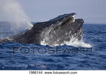 Picture - Hawaii, Humpback Whale (Megaptera Novaeangliae) Showing Baleen.. Fotosearch