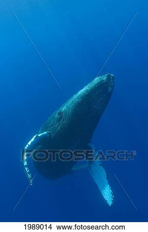 Picture - Hawaii, Humpback Whale (Megaptera Novaeangliae) Swimming In Deep Blue Ocean.. Fotosearch