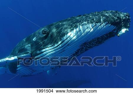 Picture - Hawaii, Humpback Whale (Megaptera Novaeangliae), [For Use Up To 13X20 Only]. Fotosearch