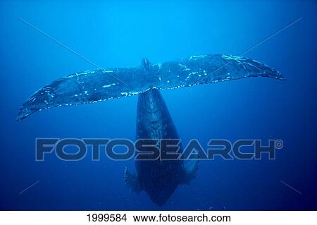 Picture - Hawaii, Humpback Whale (Megaptera Novaeangliae) Rear Underside View From Behind, Clear Blue Ocean C2009. Fotosearch
