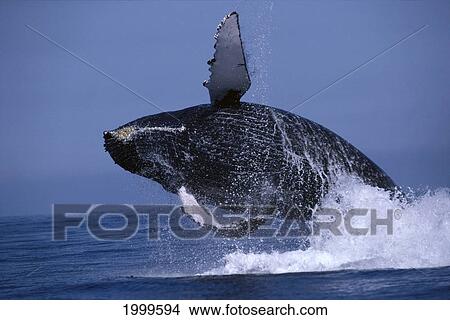 Picture - Hawaii, Humpback Whale (Megaptera Novaeangliae) Breaching, View Of Underside C2019. Fotosearch