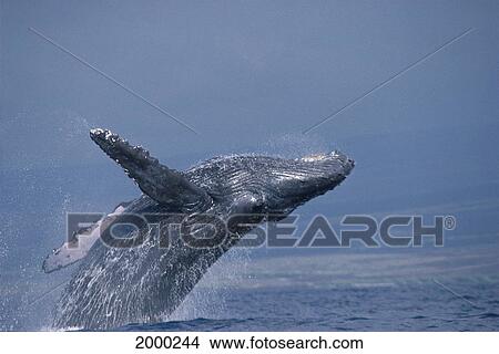 Picture - Hawaii, Humpback Whale (Megaptera Novaeangliae) Breach Close-Up Side View D1958. Fotosearch