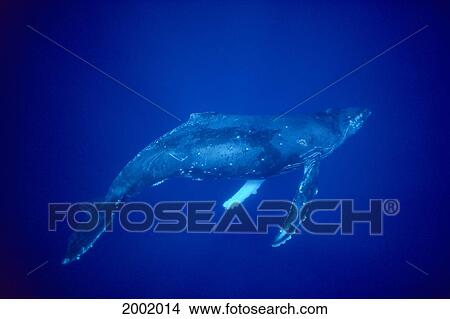 Picture - Hawaii, Humpback Whale (Megaptera Novaeangliae) Underwater Shot. Fotosearch
