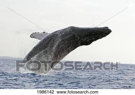 Hawaii, Humpback Whale (Megaptera Novaeangliae) Breaching. View Large Photo Image Stock Image - Hawaii, Humpback Whale (Megaptera Novaeangliae) Breaching.. Fotosearch