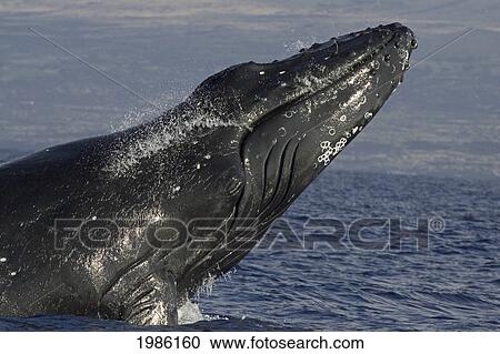 Hawaii, Humpback Whale (Megaptera Novaeangliae) Breaching. View Large Photo Image Stock Image - Hawaii, Humpback Whale (Megaptera Novaeangliae) Breaching.. Fotosearch