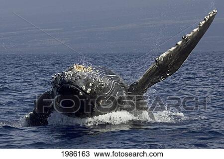 Hawaii, Humpback Whale (Megaptera Novaeangliae) Breaching. View Large Photo Image Stock Image - Hawaii, Humpback Whale (Megaptera Novaeangliae) Breaching.. Fotosearch