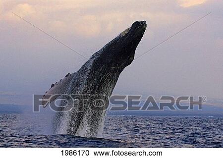 Stock Image - Hawaii, Humpback Whale (Megaptera Novaeangliae) Breaching At Sunset.. Fotosearch