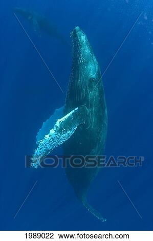 Hawaii, Humpback Whale (Megaptera Novaeangliae) Swimming In Deep Blue Ocean. View Large Photo Image Stock Image - Hawaii, Humpback Whale (Megaptera Novaeangliae) Swimming In Deep Blue Ocean.. Fotosearch