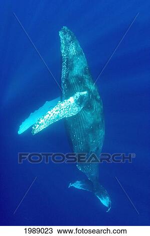 Hawaii, Humpback Whale (Megaptera Novaeangliae) Swimming In Deep Blue Ocean. View Large Photo Image Stock Image - Hawaii, Humpback Whale (Megaptera Novaeangliae) Swimming In Deep Blue Ocean.. Fotosearch