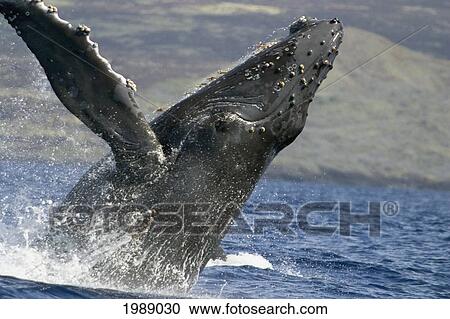 Stock Image - Hawaii, Humpback Whale (Megaptera Novaeangliae) Breaching.. Fotosearch