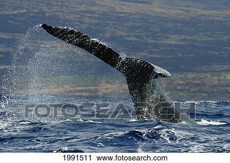 Stock Image - Hawaii, Humpback Whale (Megaptera Novaeangliae) Fluke, [For Use Up To 13X20 Only]. Fotosearch