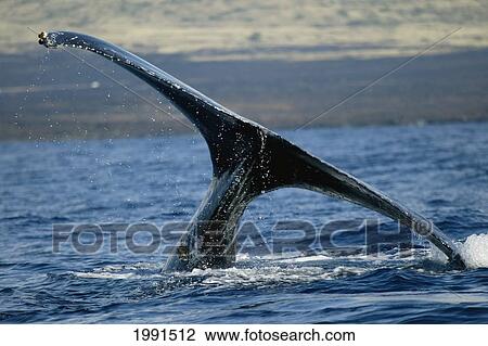 Stock Image - Hawaii, Humpback Whale (Megaptera Novaeangliae) Fluke, [For Use Up To 13X20 Only]. Fotosearch