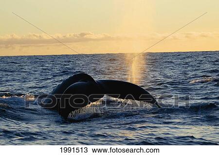 Stock Image - Hawaii, Humpback Whale (Megaptera Novaeangliae) Fluke At Sunset, Megaptera Novaeangliae [For Use Up To 13X20 Only]. Fotosearch