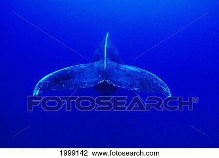 Hawaii, Humpback Whale (Megaptera Novaeangliae) Tail, Underwater B1990 View Large Photo Image Stock Image - Hawaii, Humpback Whale (Megaptera Novaeangliae) Tail, Underwater B1990. Fotosearch