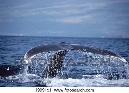 Stock Image - Hawaii, Humpback Whale (Megaptera Novaeangliae) Tail Fluke, Close-Up B1982. Fotosearch