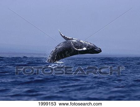 Hawaii, Humpback Whale (Megaptera Novaeangliae) Breaching B1980 View Large Photo Image Stock Image - Hawaii, Humpback Whale (Megaptera Novaeangliae) Breaching B1980. Fotosearch