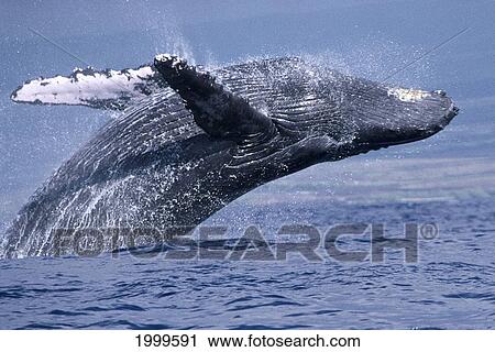 Stock Image - Hawaii, Humpback Whale (Megaptera Novaeangliae) Full Breaching, Close-Up C2011. Fotosearch