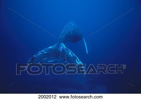 Hawaii, Humpback Whale (Megaptera Novaeangliae) Singing At Depth, Rear View View Large Photo Image Stock Image - Hawaii, Humpback Whale (Megaptera Novaeangliae) Singing At Depth, Rear View. Fotosearch