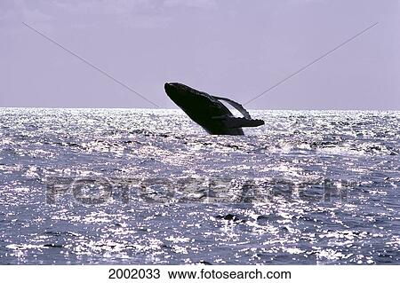 Stock Image - Hawaii, Humpback Whale (Megaptera Novaeangliae) Breaching In Silver Ocean, Gray Skies. Fotosearch