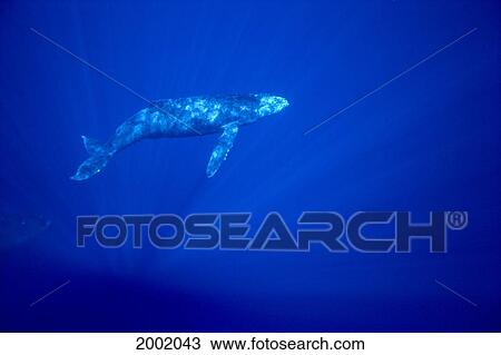 Hawaii, Humpback Whale (Megaptera Novaeangliae) Calf Underwater With Sunlight Reflections, Blue Background View Large Photo Image Stock Image - Hawaii, Humpback Whale (Megaptera Novaeangliae) Calf Underwater With Sunlight Reflections, Blue Background. Fotosearch
