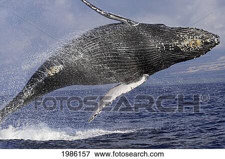 Stock Photo - Hawaii, Humpback Whale (Megaptera Novaeangliae) Breaching.. Fotosearch