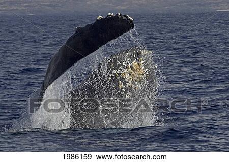 Hawaii, Humpback Whale (Megaptera Novaeangliae) Breaching. View Large Photo Image Stock Photo - Hawaii, Humpback Whale (Megaptera Novaeangliae) Breaching.. Fotosearch