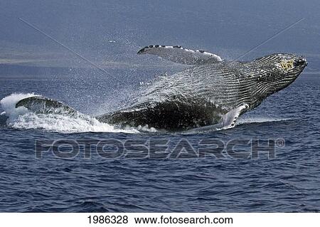 Stock Photo - Hawaii, Humpback Whale (Megaptera Novaeangliae) Breaching.. Fotosearch