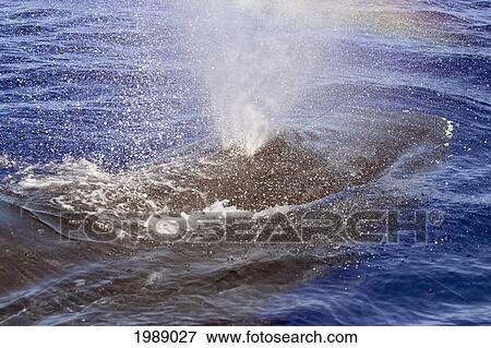 Hawaii, Humpback Whale (Megaptera Novaeangliae) Spouting At The Surface. View Large Photo Image Stock Photo - Hawaii, Humpback Whale (Megaptera Novaeangliae) Spouting At The Surface.. Fotosearch