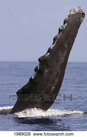 Stock Photo - Hawaii, Humpback Whale (Megaptera Novaeangliae) Raises A Fin At The Ocean Surface.. Fotosearch