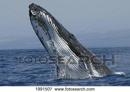 Stock Photo - Hawaii, Humpback Whale (Megaptera Novaeangliae) Breaching, Megaptera Novaeangliae [For Use Up To 13X20 Only]. Fotosearch