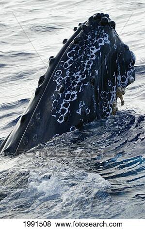 Stock Photo - Hawaii, Humpback Whale (Megaptera Novaeangliae) Breaching, Megaptera Novaeangliae [For Use Up To 13X20 Only]. Fotosearch