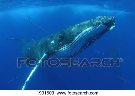 Stock Photo - Hawaii, Humpback Whale (Megaptera Novaeangliae), [For Use Up To 13X20 Only]. Fotosearch