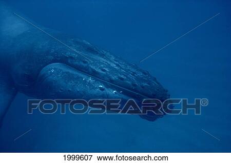 Hawaii, Humpback Whale (Megaptera Novaeangliae) Close-Up Underwater Head C2031 View Large Photo Image Stock Photo - Hawaii, Humpback Whale (Megaptera Novaeangliae) Close-Up Underwater Head C2031. Fotosearch