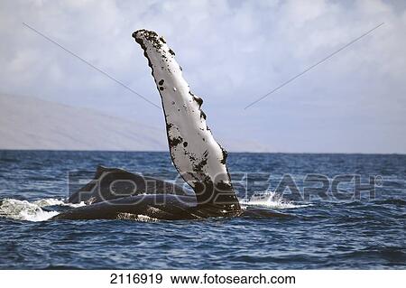 Stock Photo - Hawaii, Humpback whale (Megaptera novaeangilae) raises its pectoral fin above the surface.. Fotosearch