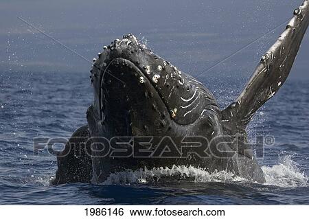 Hawaii, Humpback Whale (Megaptera Novaeangliae) Breaching. View Large Photo Image Stock Photograph - Hawaii, Humpback Whale (Megaptera Novaeangliae) Breaching.. Fotosearch